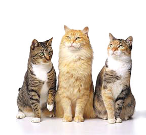 cats.jpg