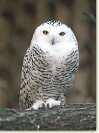 owl.jpg