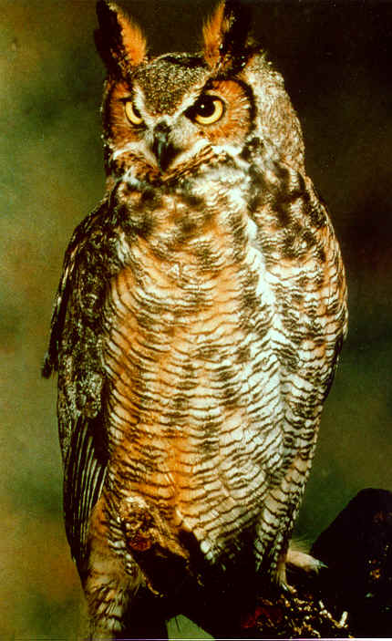 screech20owl.jpg