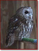 tawnyowl_body150.jpg