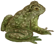 toad.jpg